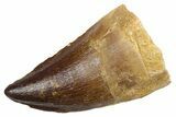 Large Fossil Mosasaur (Thalassotitan) Tooth - Morocco #353219-1